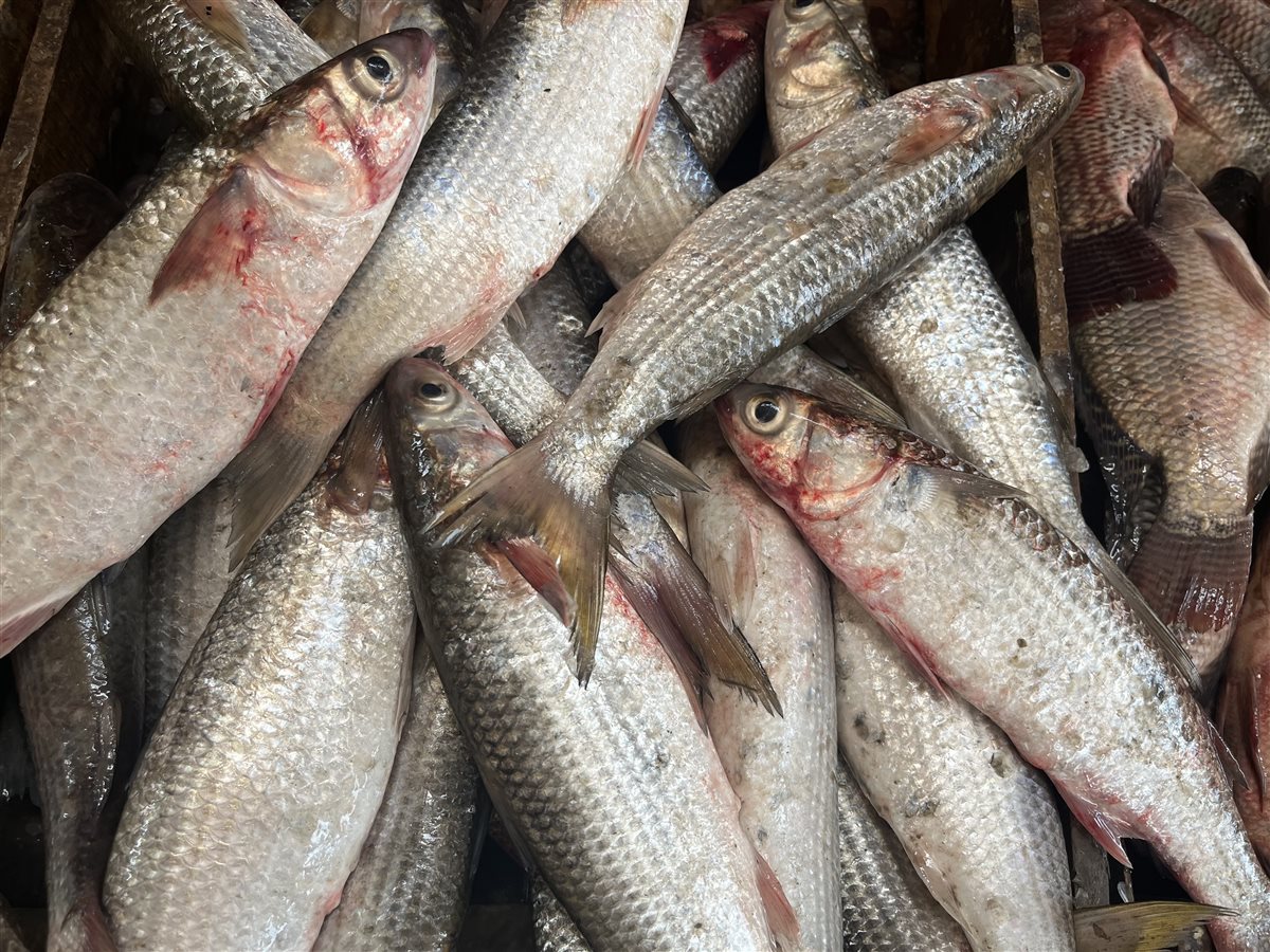 اسعار الأسماك اليوم بالبحيرة، فيتو