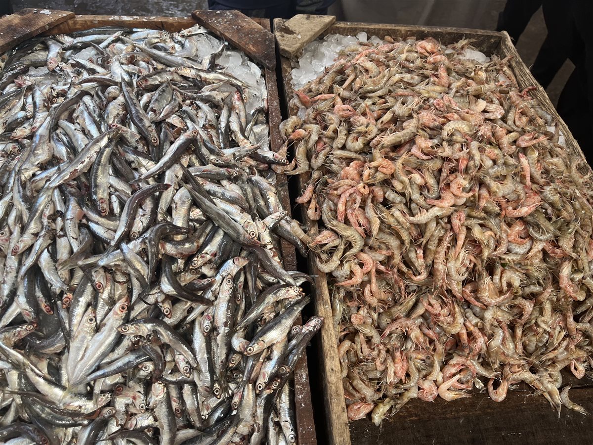 اسعار الأسماك اليوم بالبحيرة، فيتو