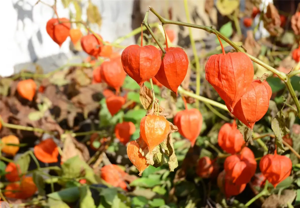 فوائد الحرنكش 