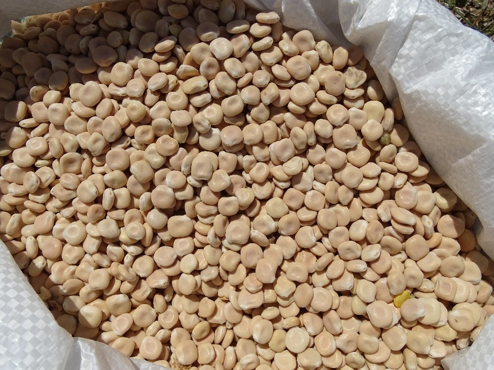 <strong>سعر الترمس اليوم</strong>