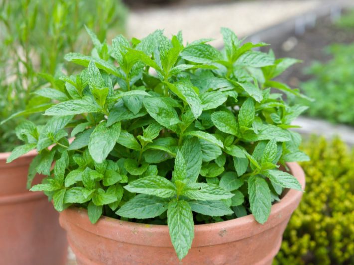 فوائد النعناع