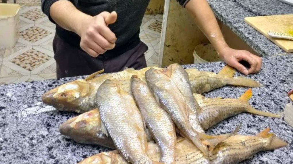 سعر كيلو الفسيخ في عيد الفطر