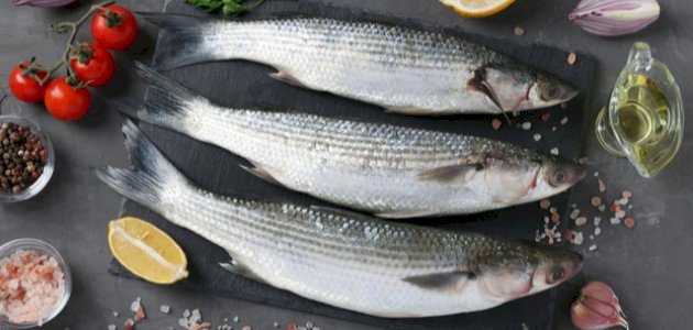 فوائد السمك البوري 