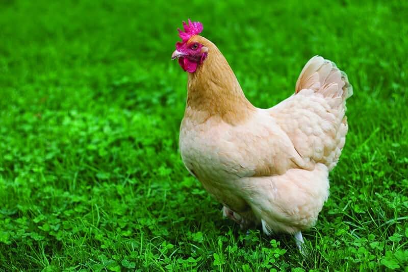 أسعار الفراخ اليوم