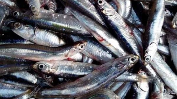 فوائد البساريا