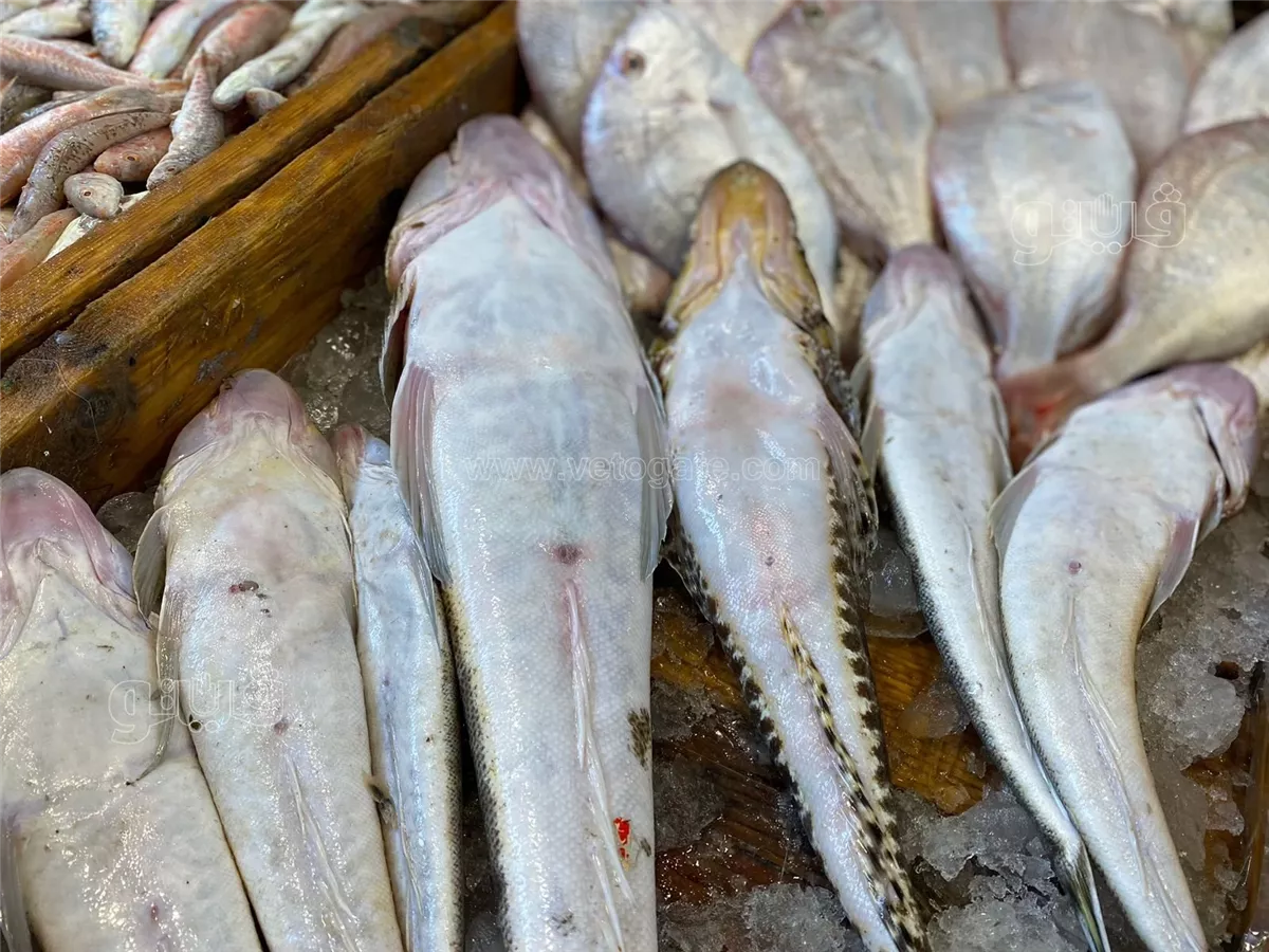 سعر السمك اليوم، فيتو
