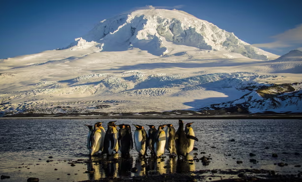 طيور البطريق على جزيرة هيرد، فيتو