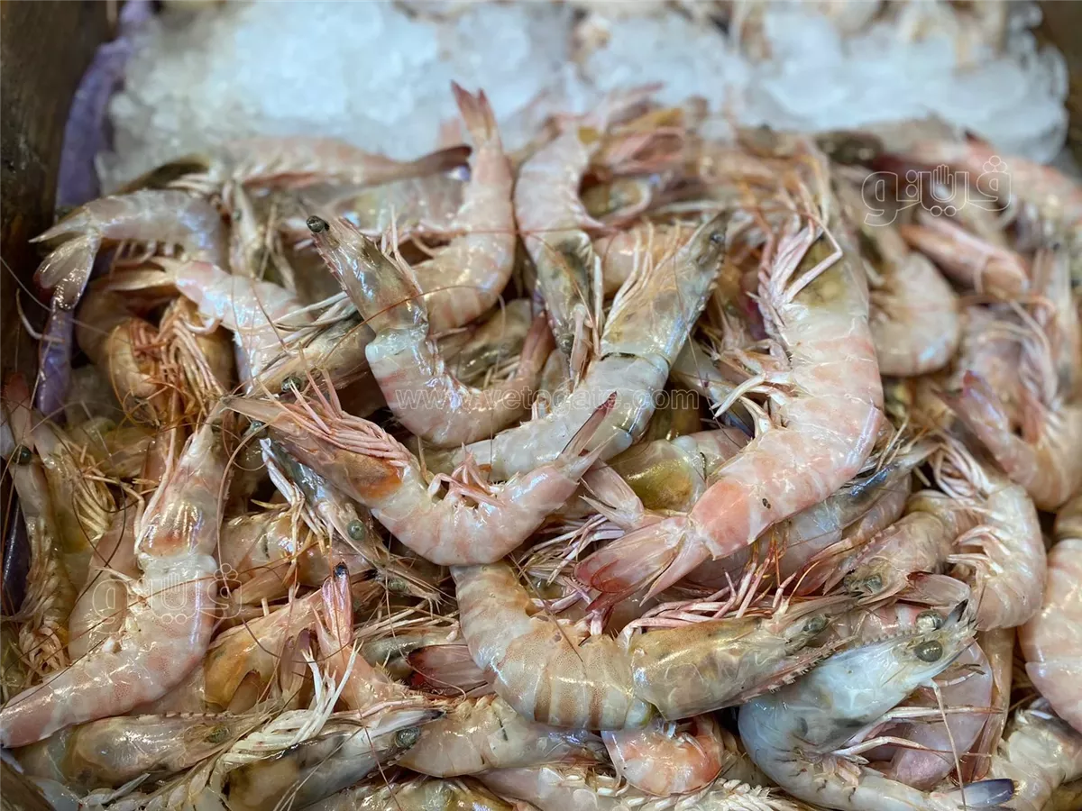 سعر السمك اليوم، فيتو