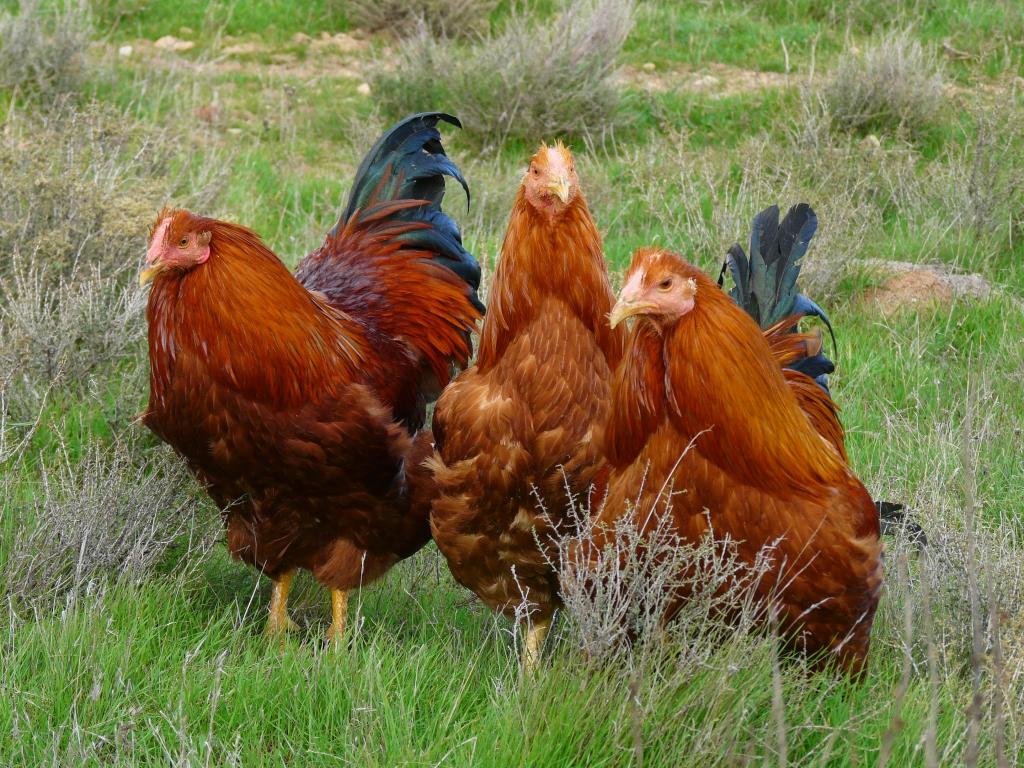 اسعار الفراخ