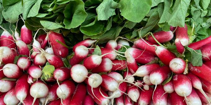 فوائد الفجل 