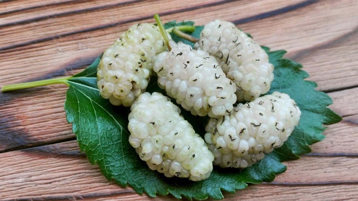 التوت لصحتك