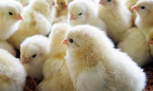 أسعار الكتكوت