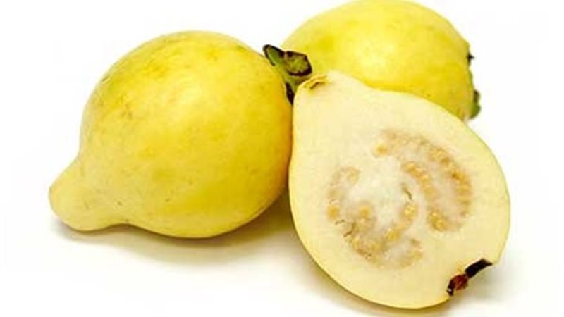 فوائد الجوافة للصحة