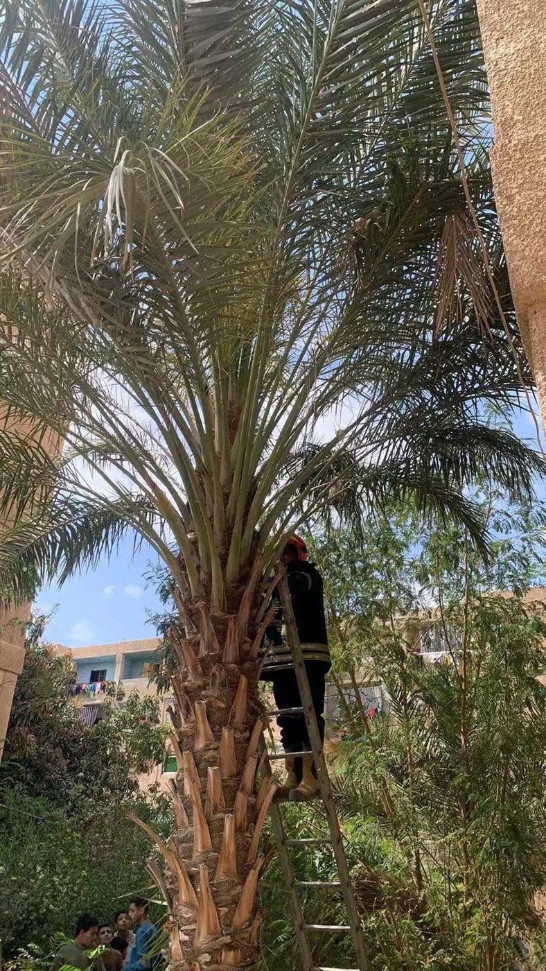 إنقاذ قطة في الشرقية بسلالم الحماية المدنية،فيتو1