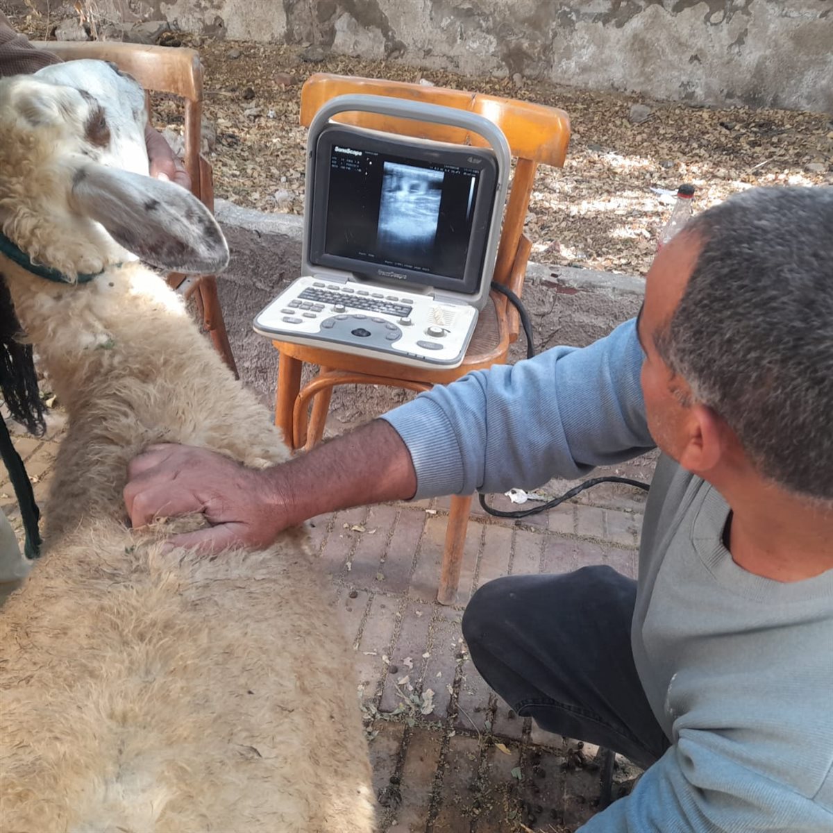 جانب من الحملات، فيتو