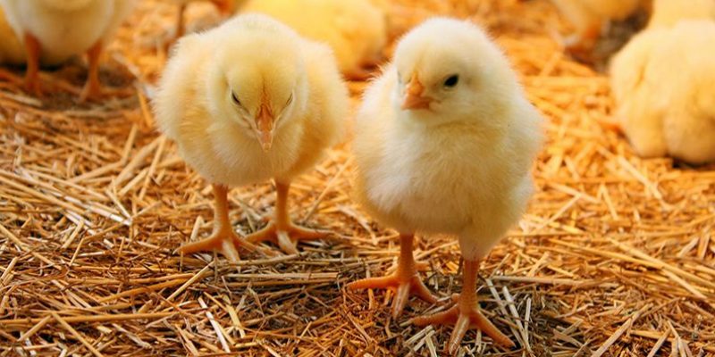 أسعار الكتكوت