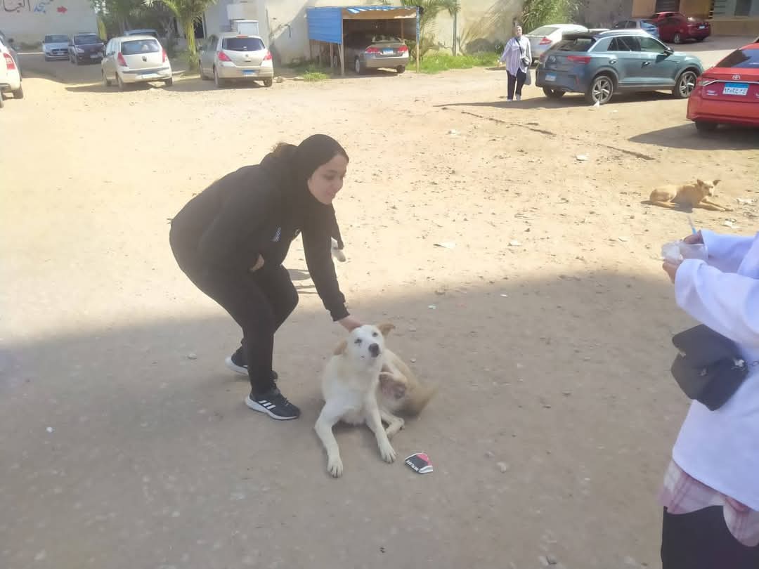 محافظة دمياط تنظم حملة لتحصين الكلاب الضالة ضد السعار والأمراض الوبائية
