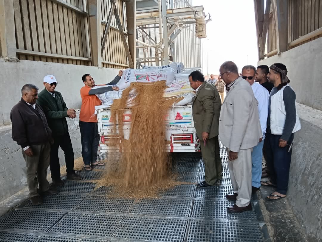 جانب من بدء استلام القمح، فيتو