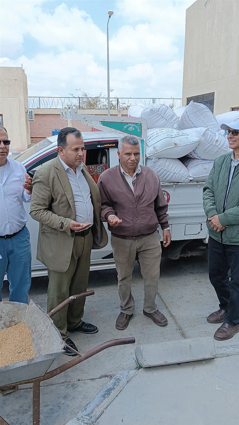 جانب من بدء استلام القمح، فيتو