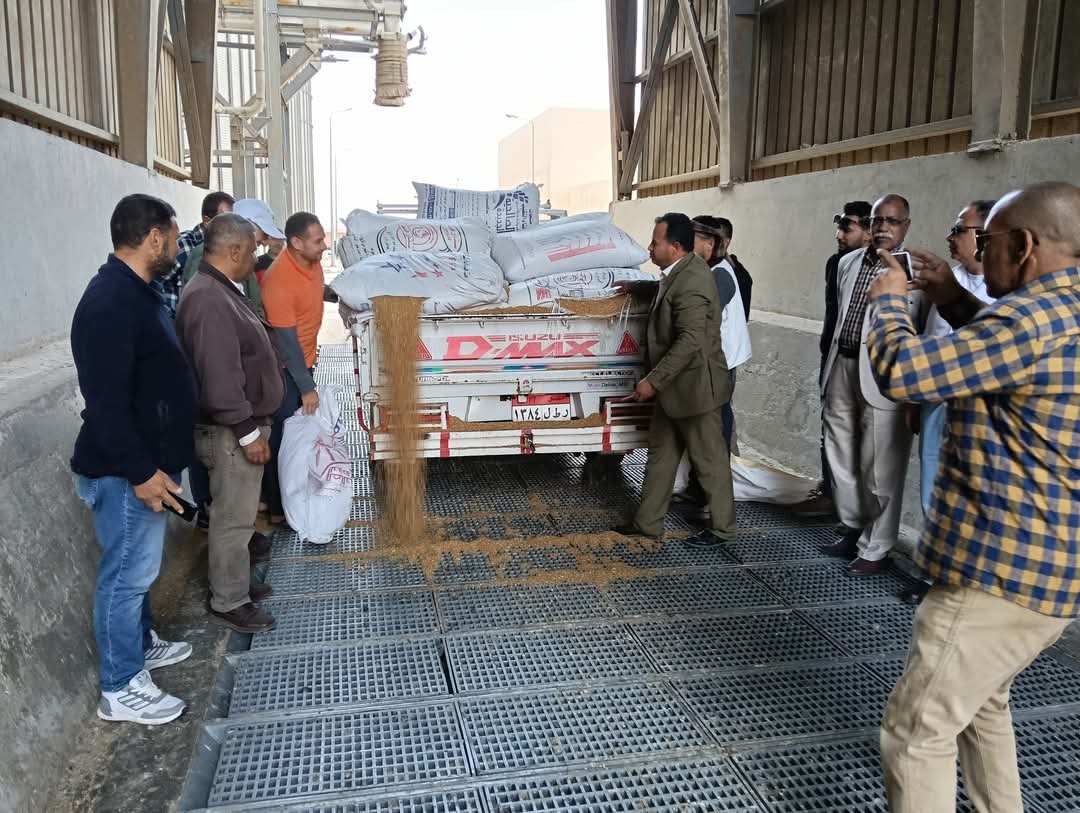 جانب من بدء استلام القمح، فيتو