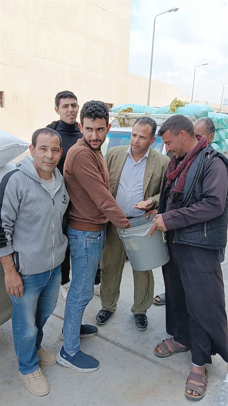 جانب من بدء استلام القمح، فيتو