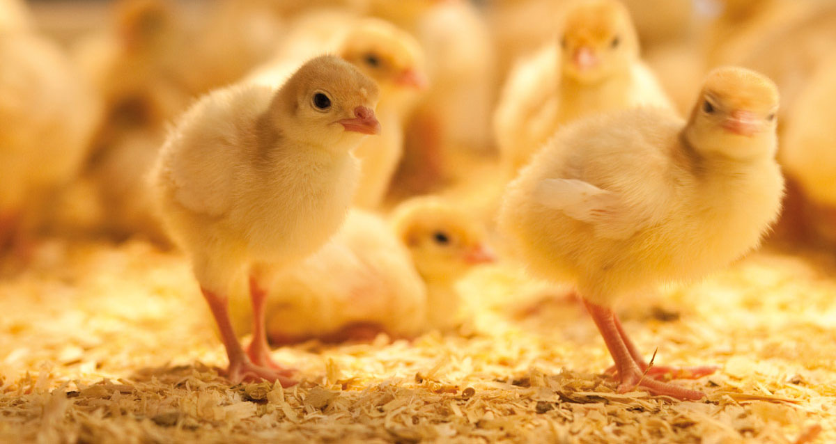 أسعار الكتكوت