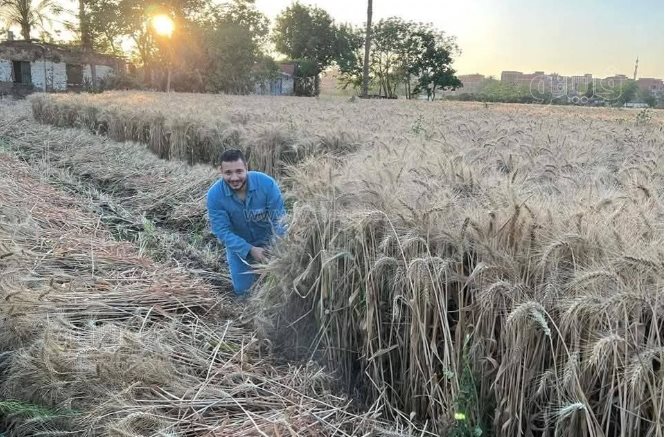 فرحة أهالي القليوبية فرحتين بموسم حصاد القمح (23)