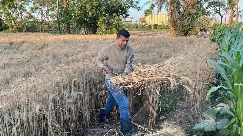 فرحة أهالي القليوبية فرحتين بموسم حصاد القمح (1)