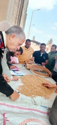 فرحة أهالي القليوبية فرحتين بموسم حصاد القمح (13)