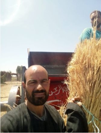 فرحة أهالي القليوبية فرحتين بموسم حصاد القمح (17)