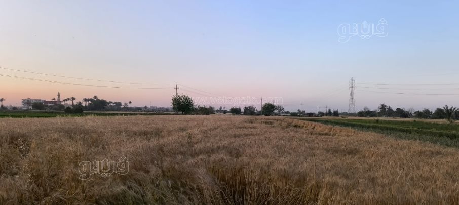 فرحة أهالي القليوبية فرحتين بموسم حصاد القمح (19)