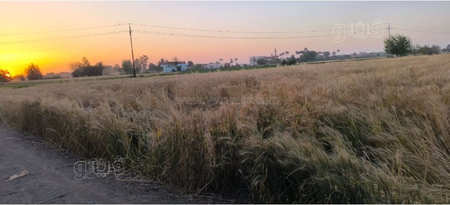 فرحة أهالي القليوبية فرحتين بموسم حصاد القمح (20)