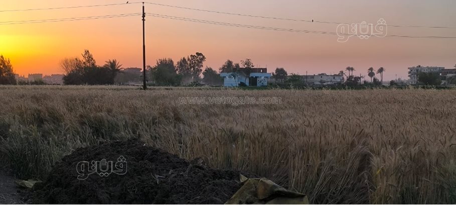 فرحة أهالي القليوبية فرحتين بموسم حصاد القمح (21)