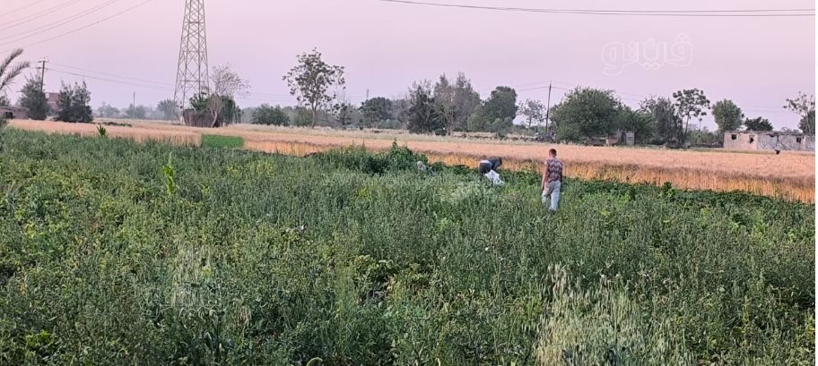 فرحة أهالي القليوبية فرحتين بموسم حصاد القمح (22)