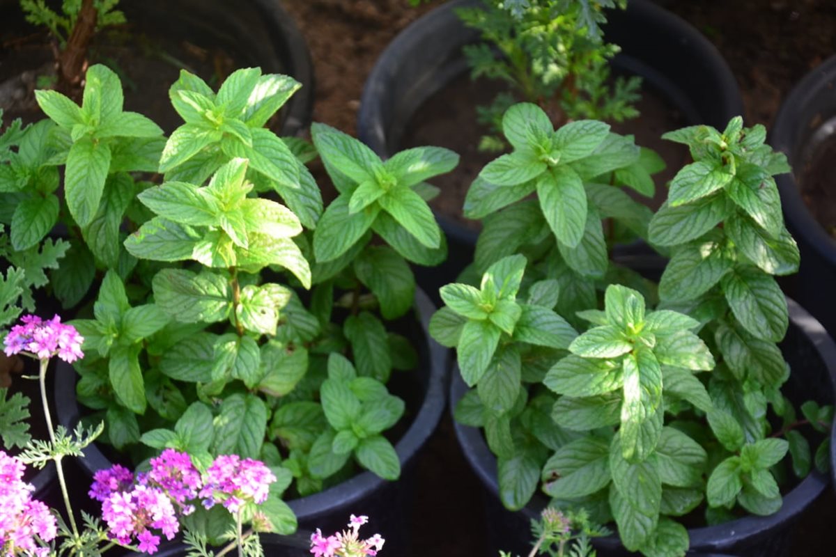 معرض زهور الربيع