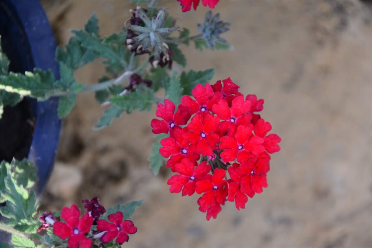 معرض زهور الربيع