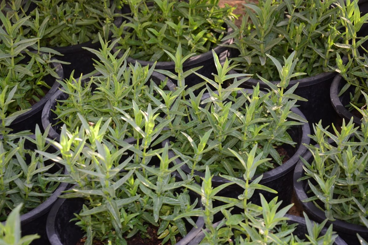 معرض زهور الربيع