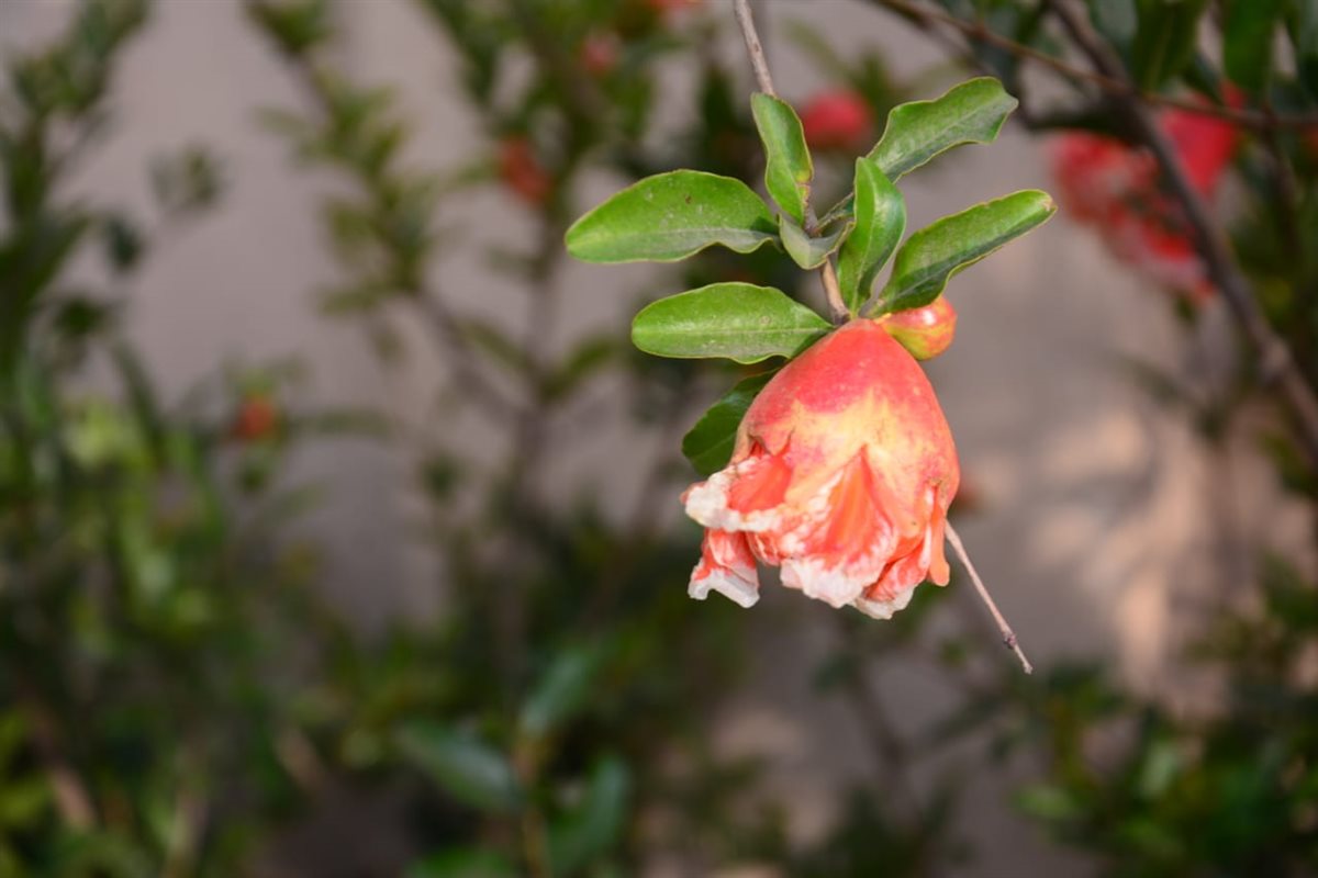 معرض زهور الربيع