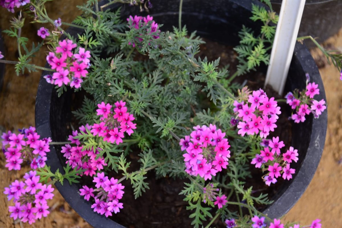 معرض زهور الربيع