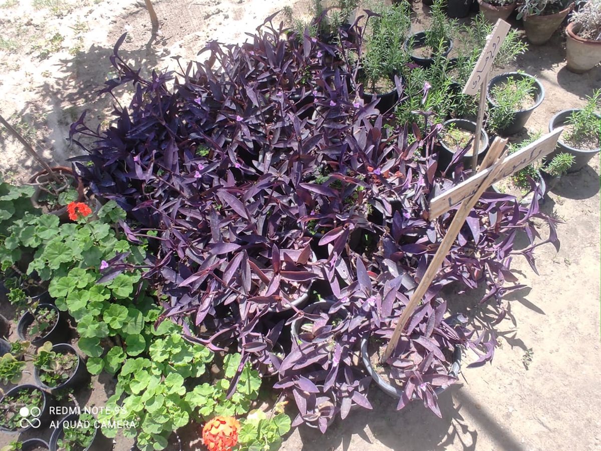 جانب من أعمال الحملة،فيتو