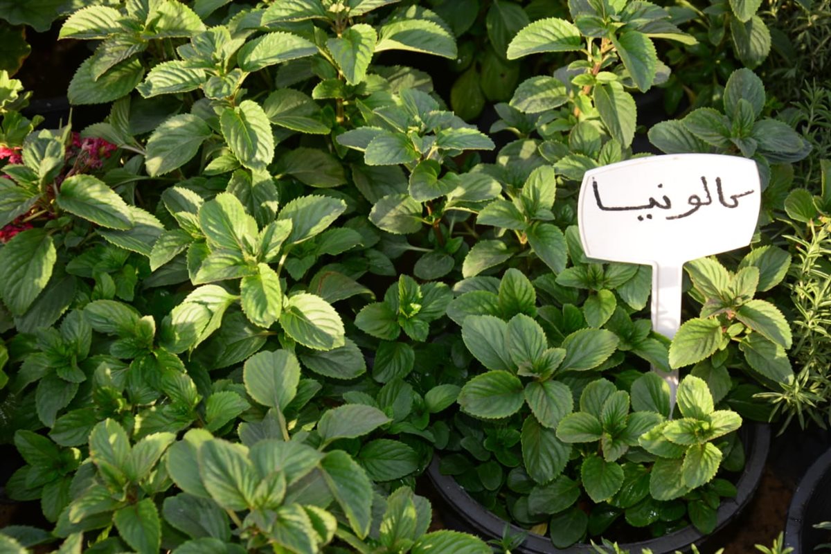 أجمل أنواع الزهور في معرض زهور الربيع