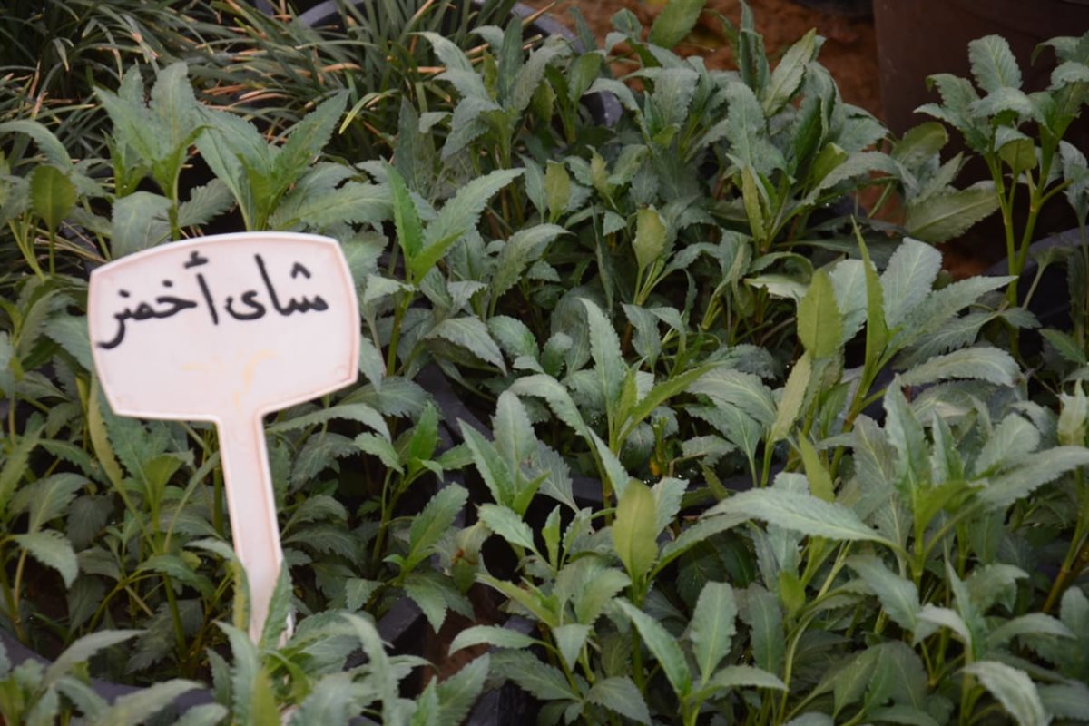 اجمل انواع الزهور في معرض زهور الربيع