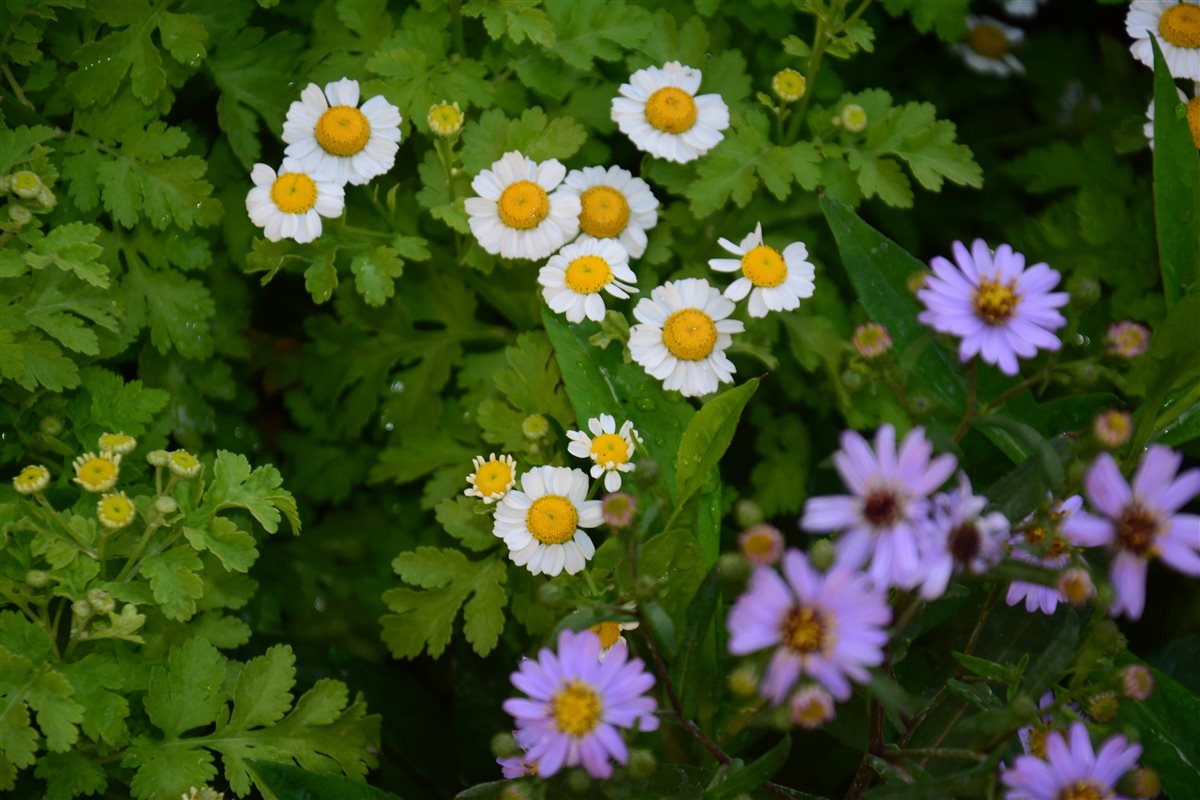 اجمل انواع الزهور في معرض زهور الربيع