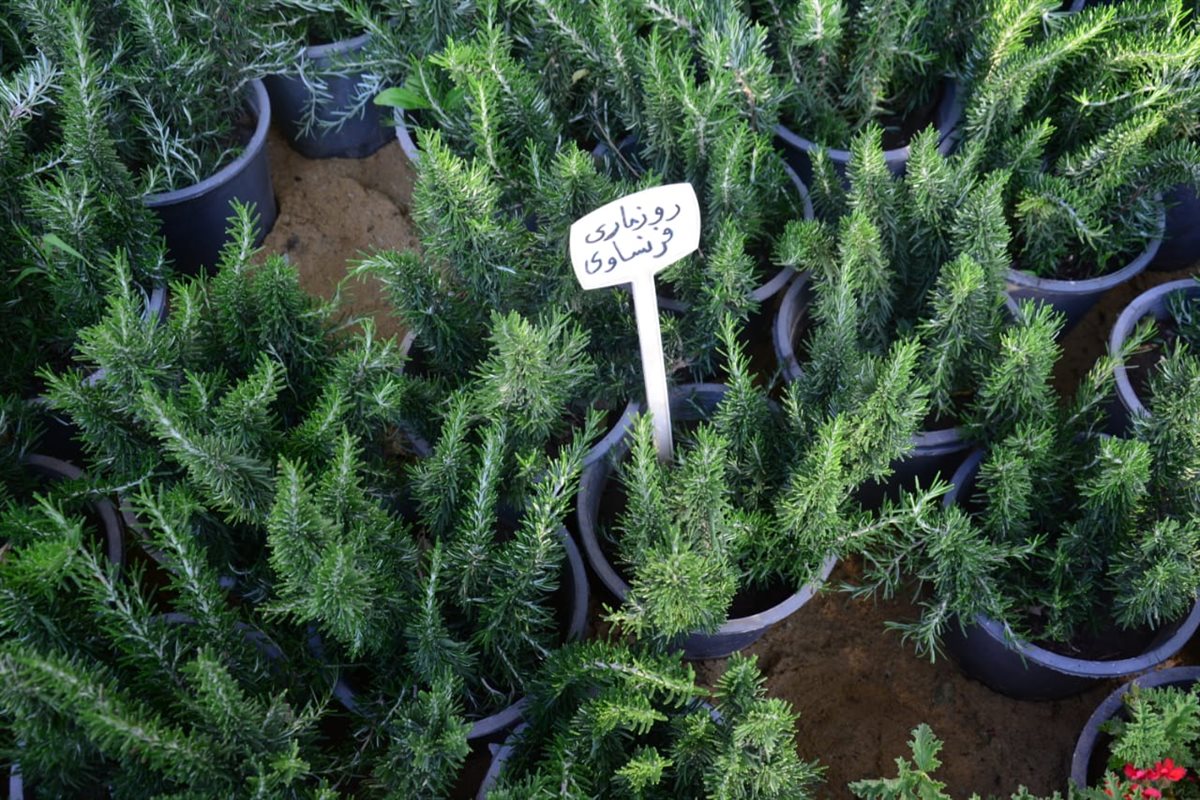 اجمل انواع الزهور في معرض زهور الربيع