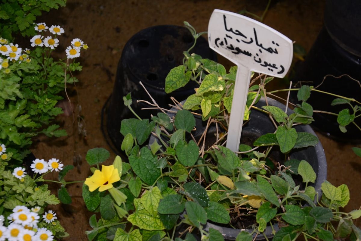 اجمل انواع الزهور في معرض زهور الربيع