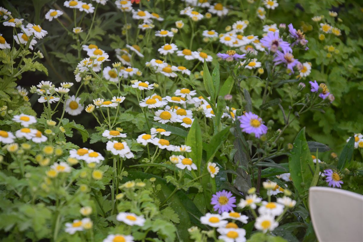زهرة الحما Feverfew 