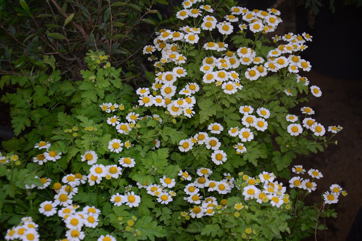 زهرة الحما Feverfew 