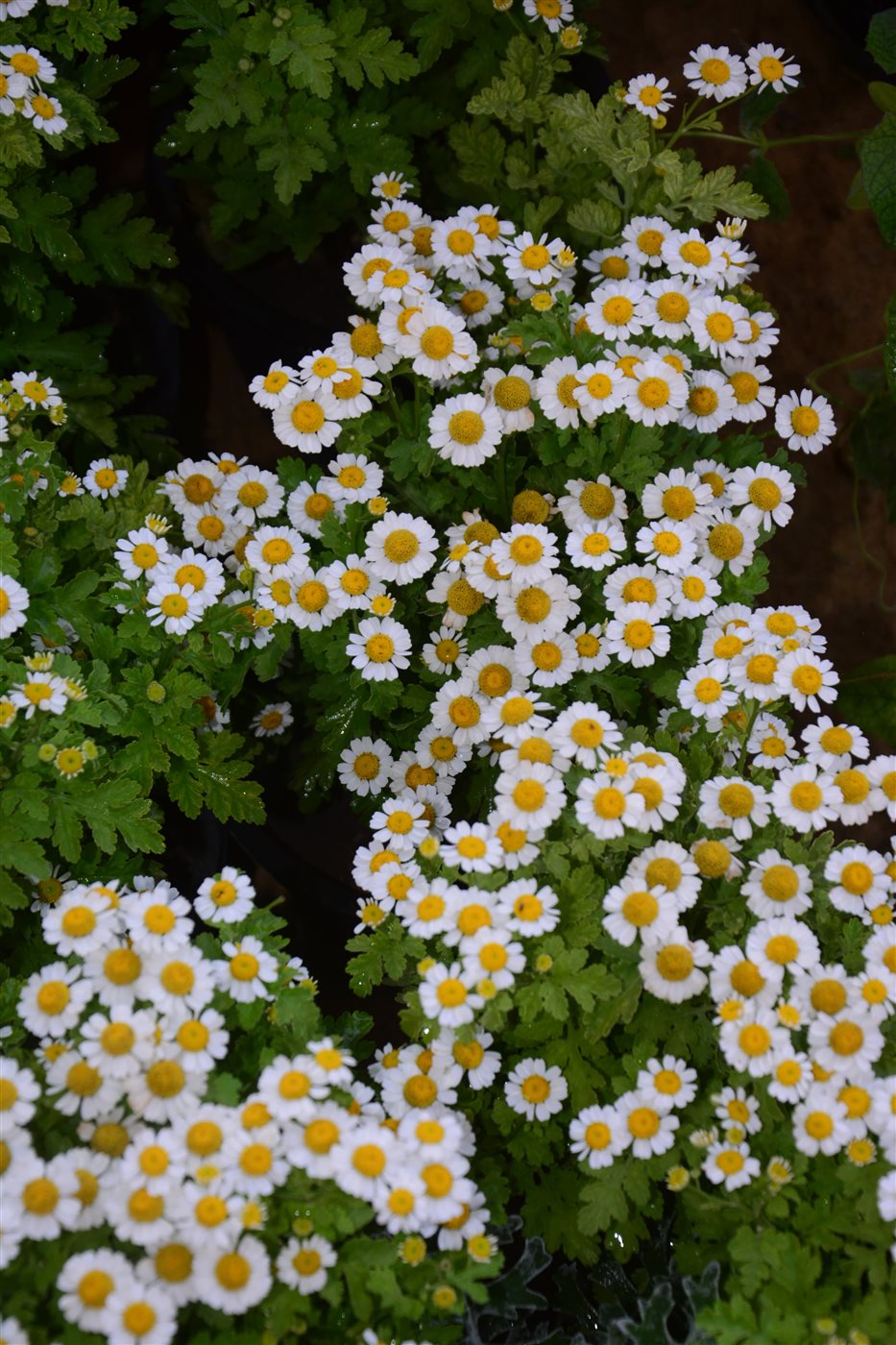 زهرة الحما Feverfew 