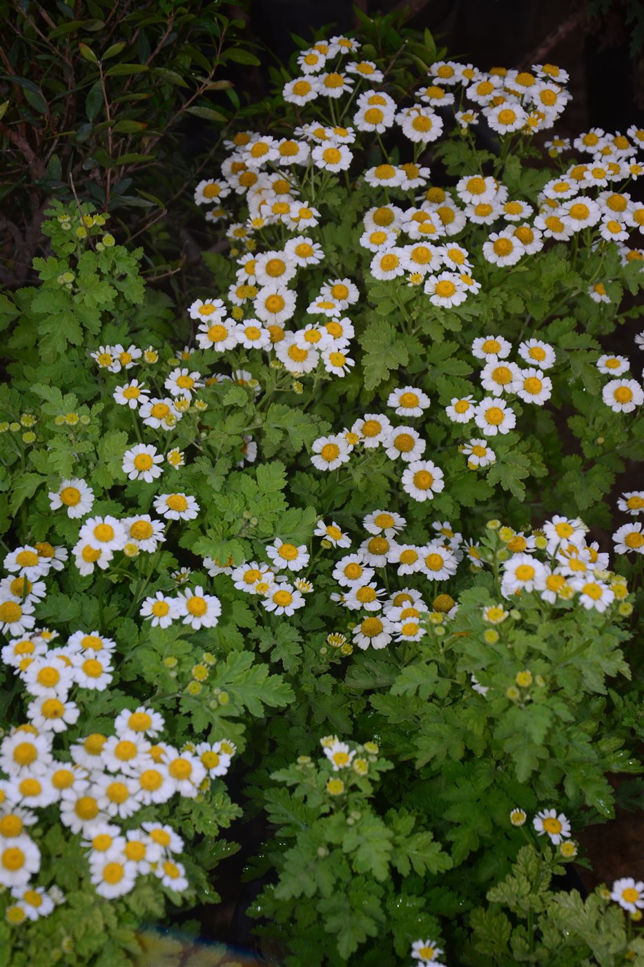 زهرة الحما Feverfew 