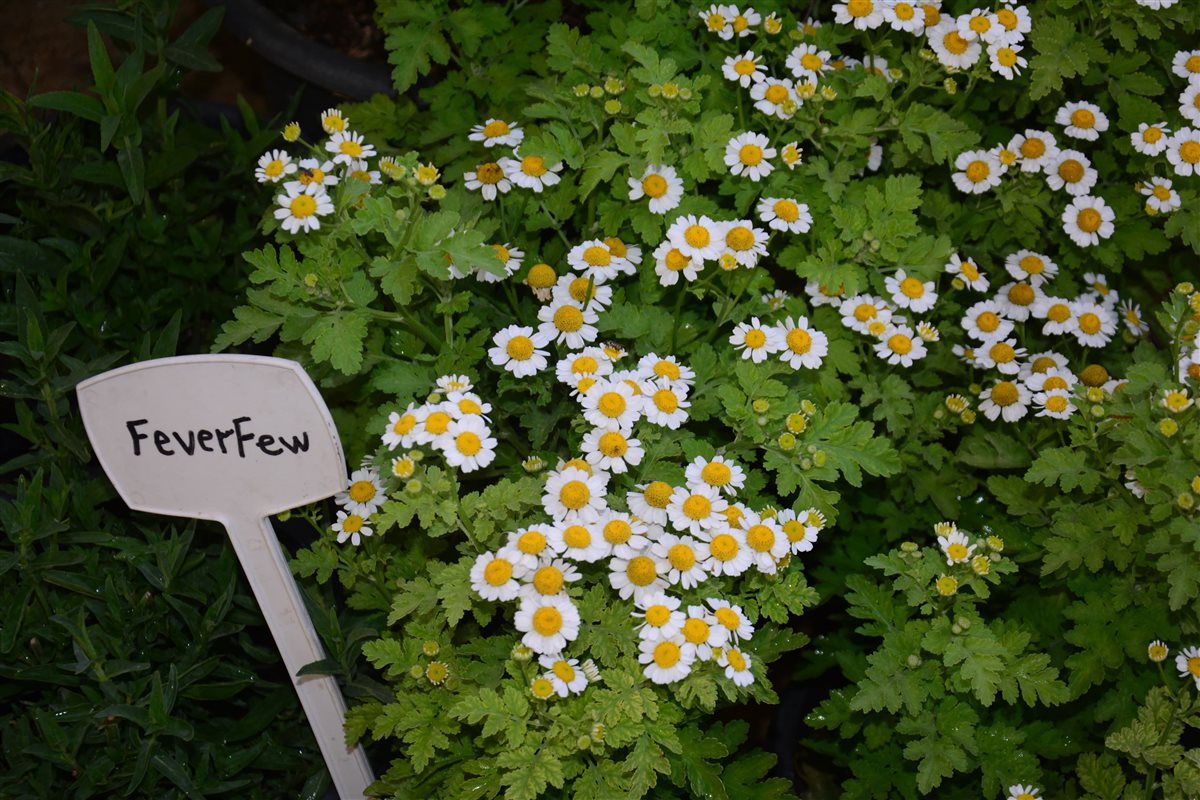 زهرة الحما Feverfew 